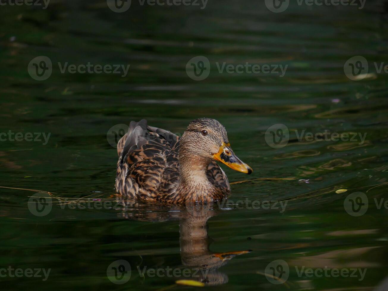 A Mallard Duck with its reflection swims in a lake in Turkenschanzpark in Vienna photo