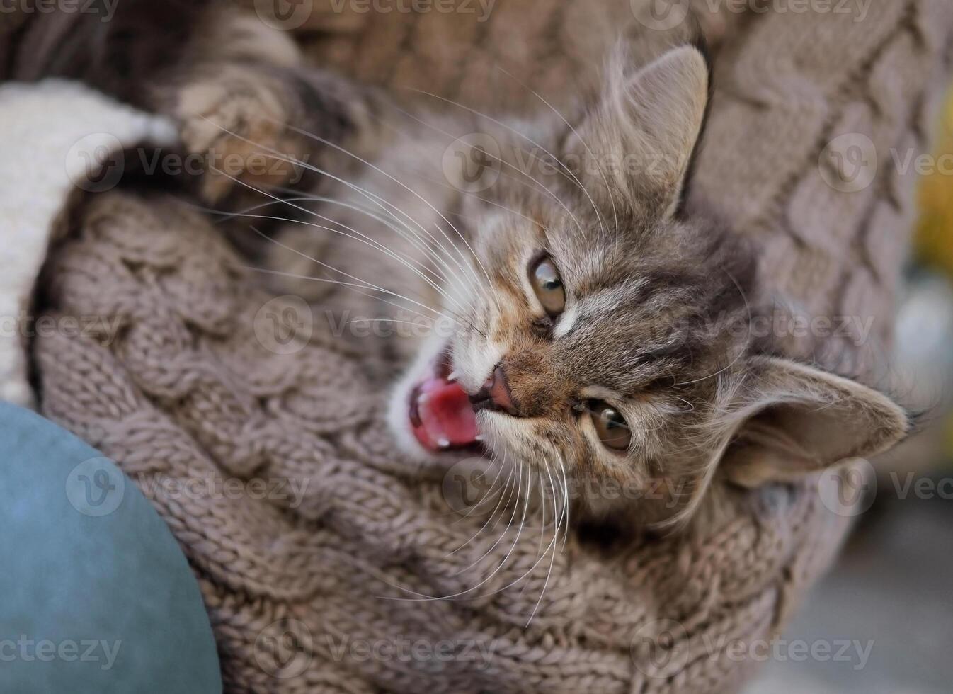 A cute kitten meows close-up. A girl wearing a knitted sweater holds a kitten in her arms photo