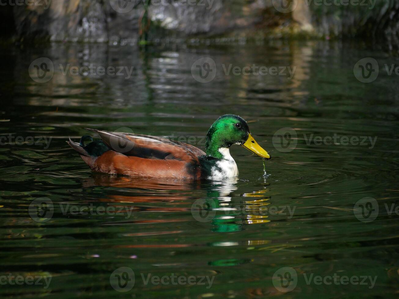 A Mallard Duck drake Anas platyrhynchos with its reflection swim in a lake in Turkenschanzpark in Vienna photo