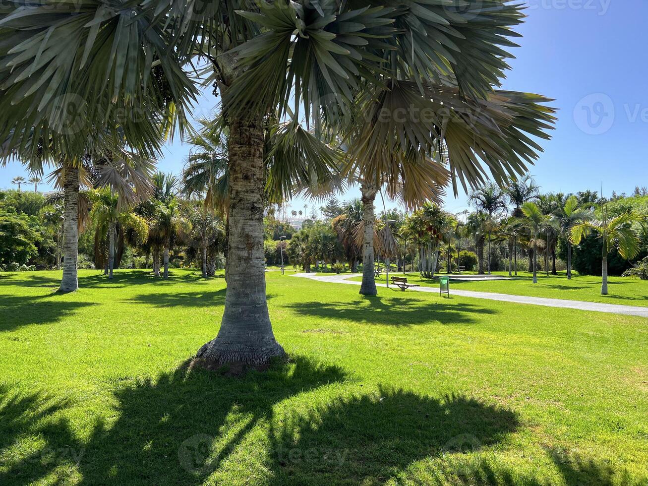 Bismarckia Nobilis palm trees in a park in Maspalomas, Gran Canaria. Wallpaper background photo