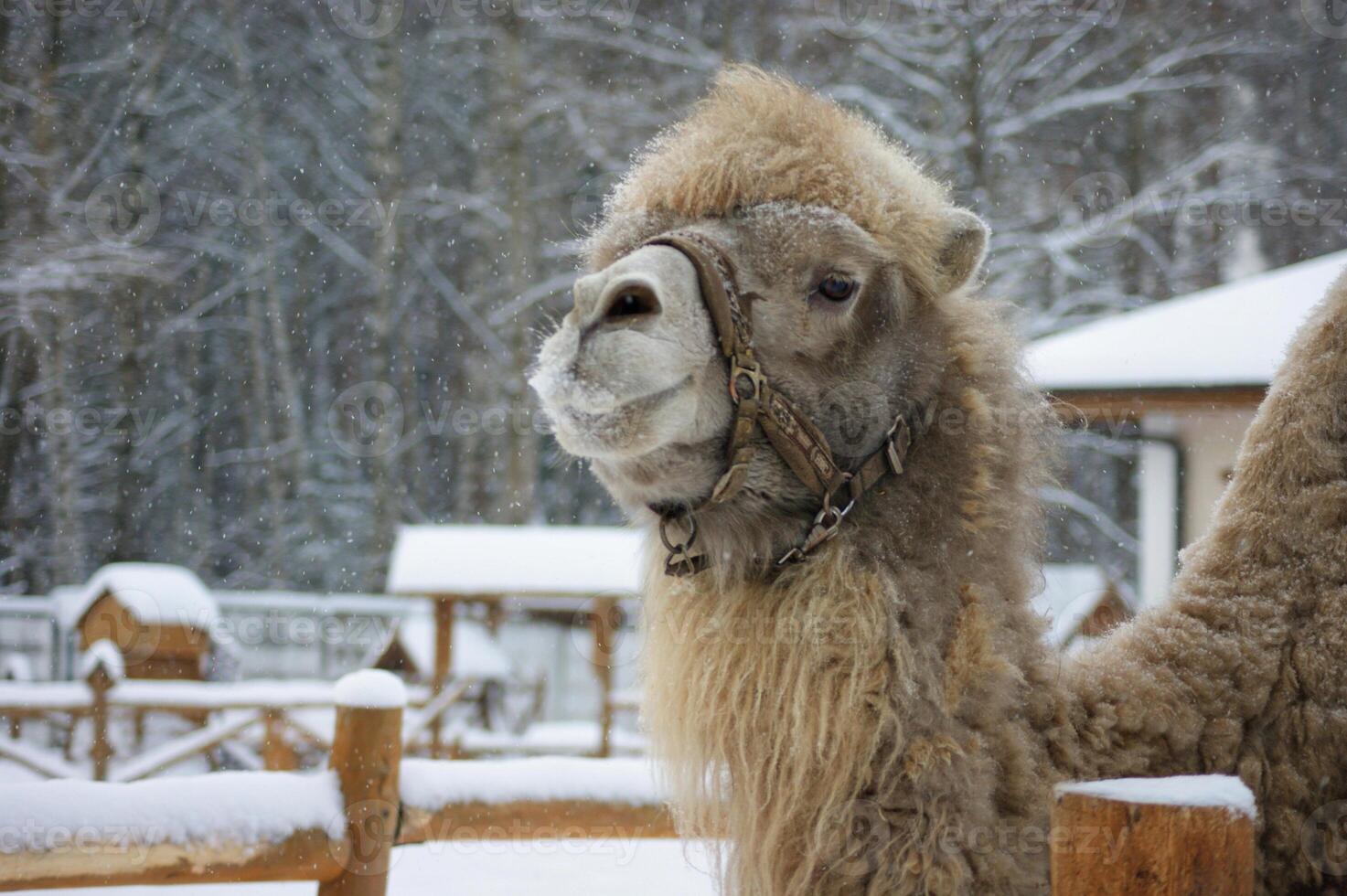 A camel on a farm in winter in snowfall photo