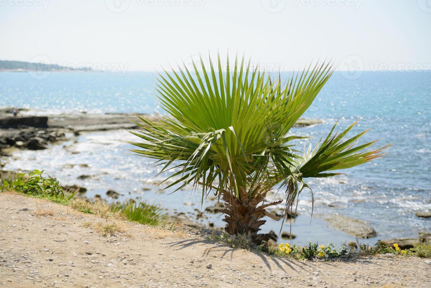 A small palm tree growing on the seashore photo