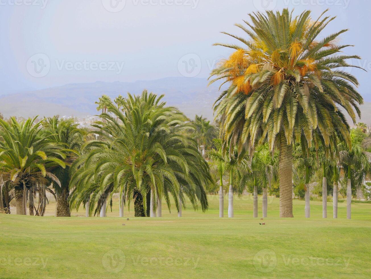 Phoenix palm trees at the golf course in Maspalomas, Gran Canaria. Wallpaper background photo