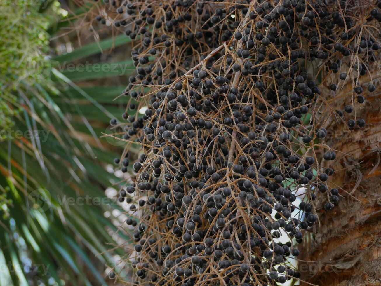 Close up of seeds of Copernicia Alba palm tree photo