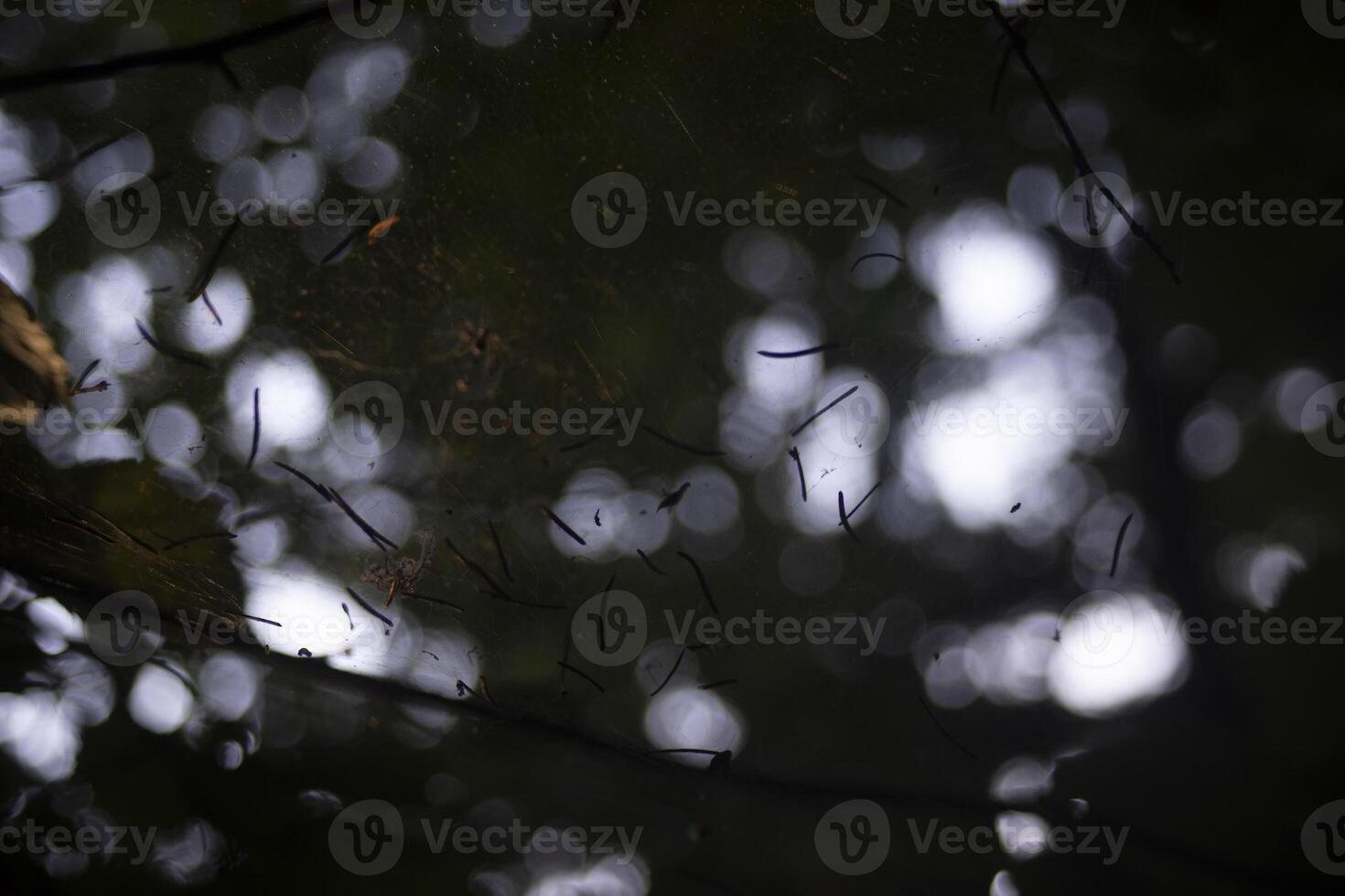 A small spider in a web. Spider web in the forest. Blurred background with insect. photo