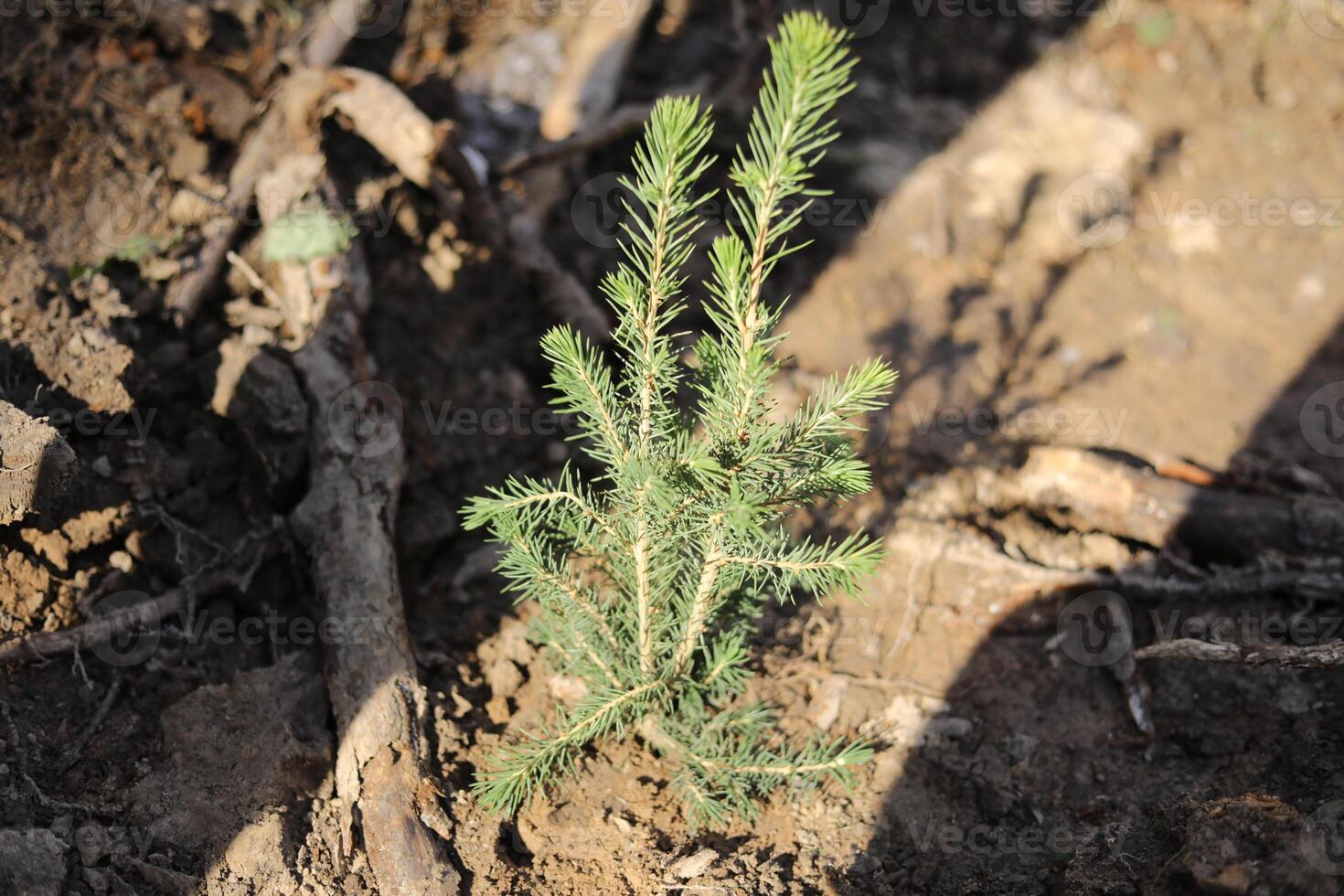 Tree planting. Spruce seedling in the ground. Planting a forest. Reclamation of resources. photo