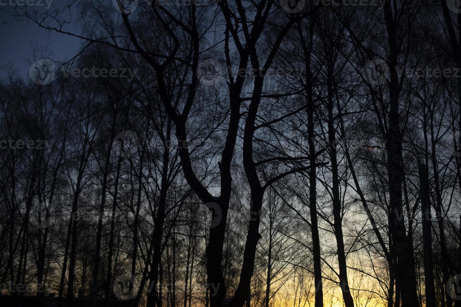 Birch trees in the evening. Trees without leaves. Spring trees. photo