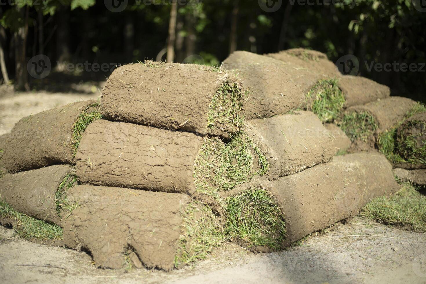 Grass for lawn. Grass carpet. Replacing soil in the park. photo