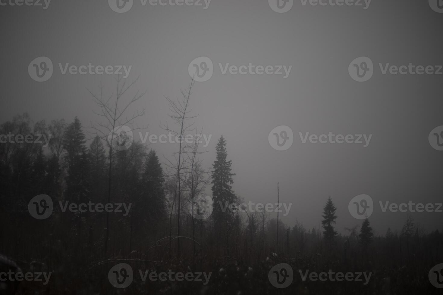 Forest in the fog. Dark forest and gray sky. Overcast weather. photo