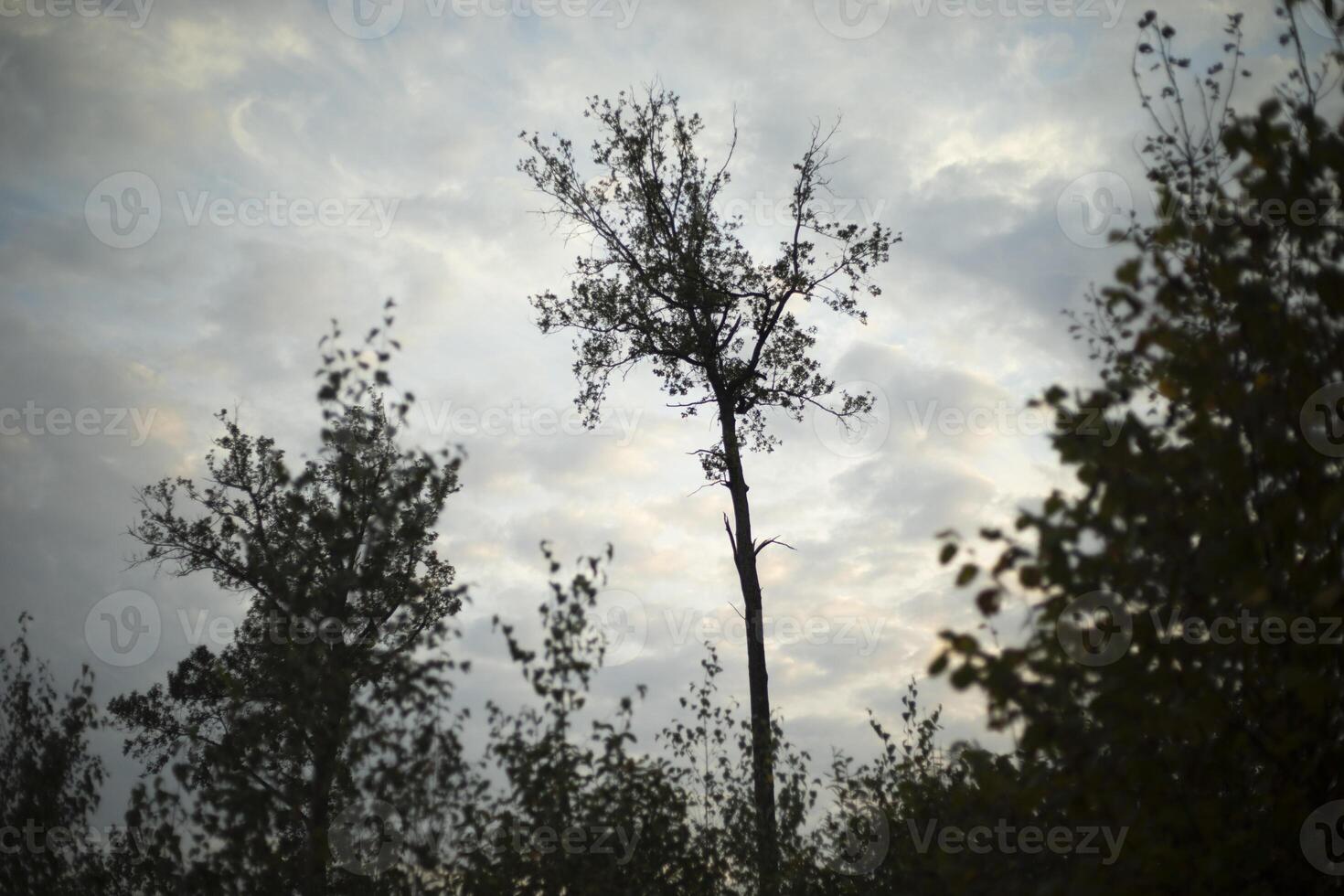 Trees in the evening in the forest. Details of wildlife. Sparse Forest. photo
