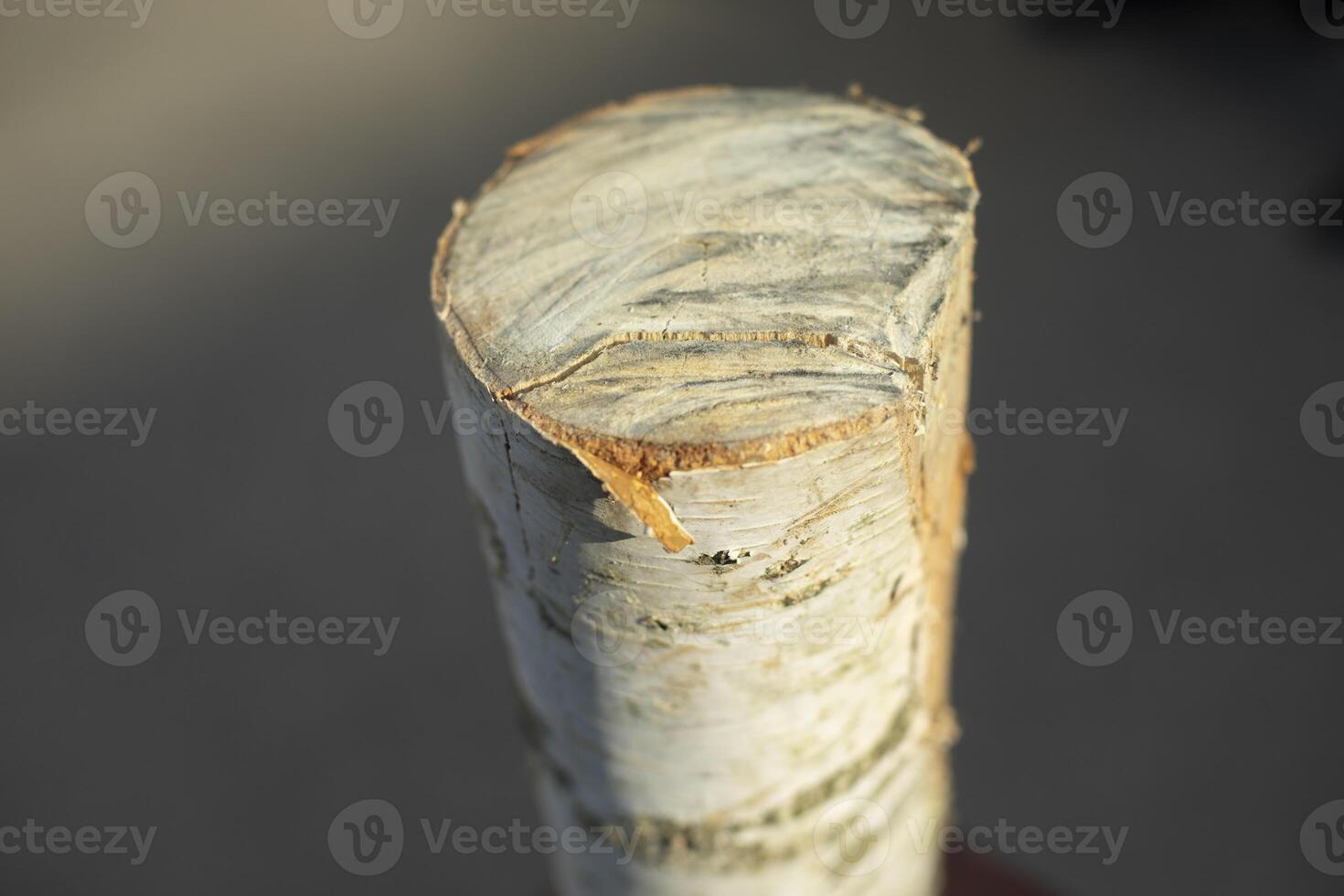 Birch log. Log for felling. Firewood. photo