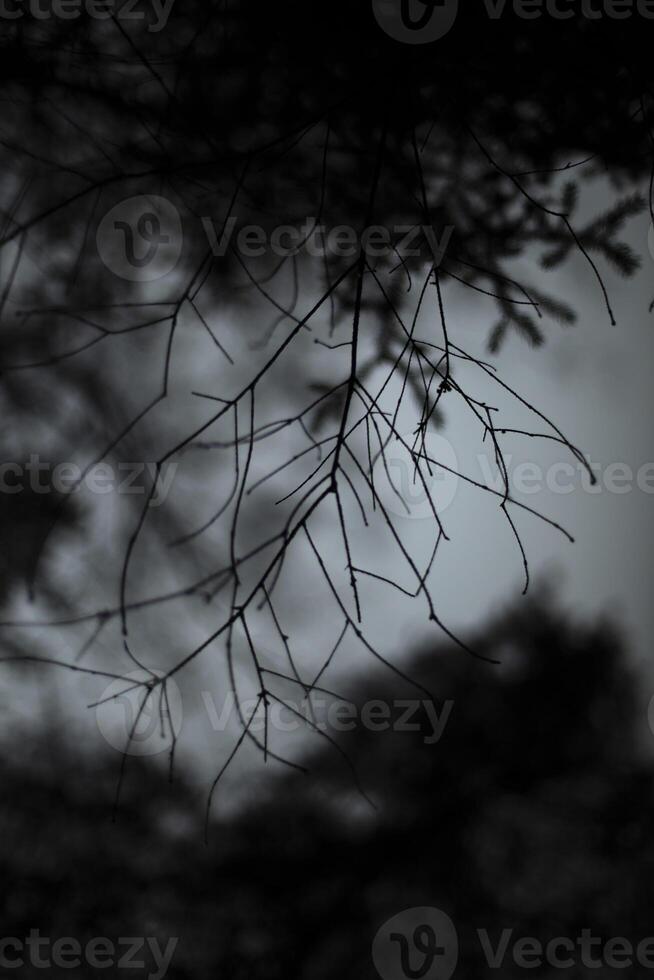 Spruce branch. Spruce branch silhouette. Tree in the evening. photo