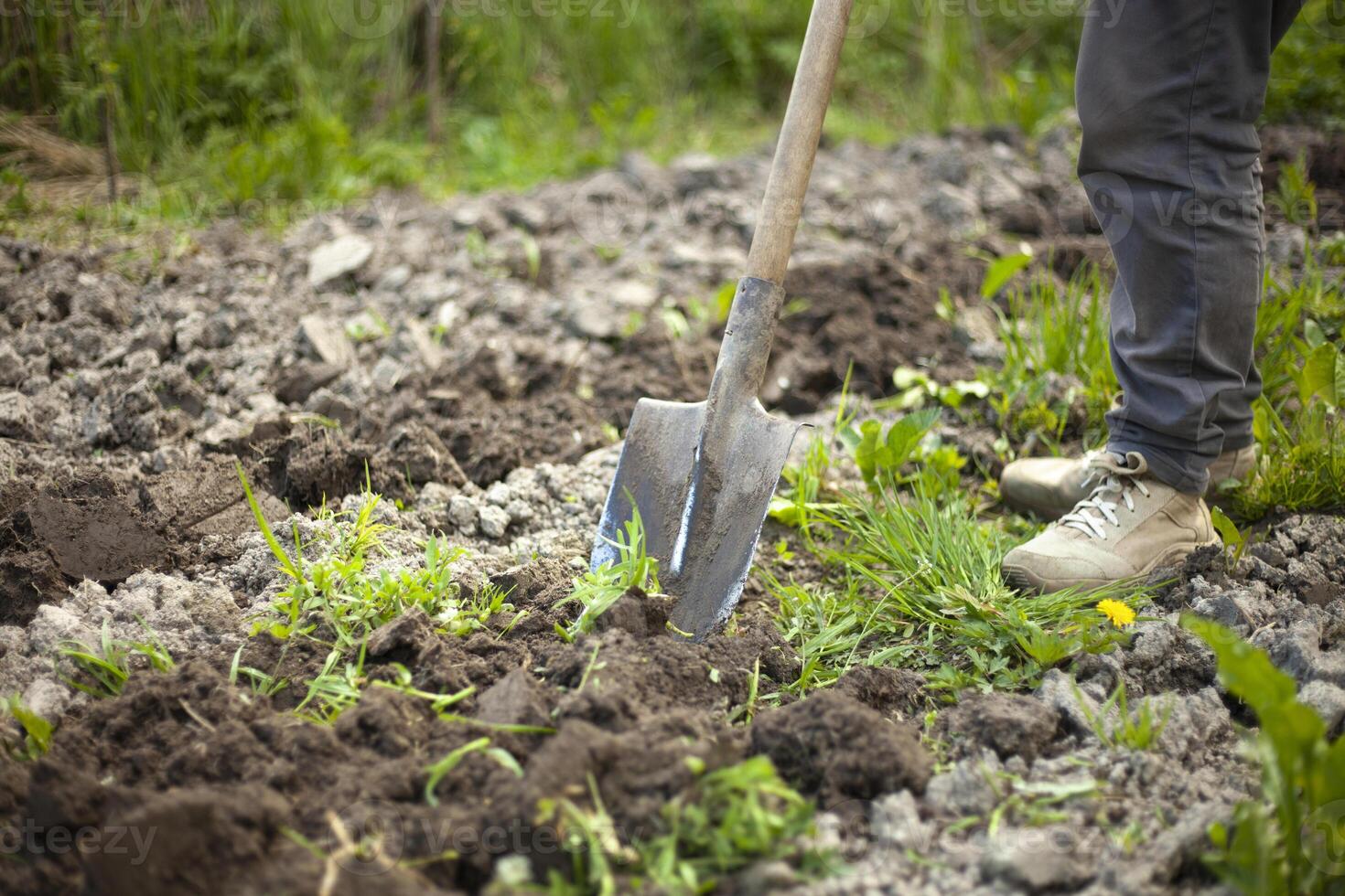 Digging up soil. Gardener digs ground with shovel. Bed of plants. Planting seedlings in soil. photo
