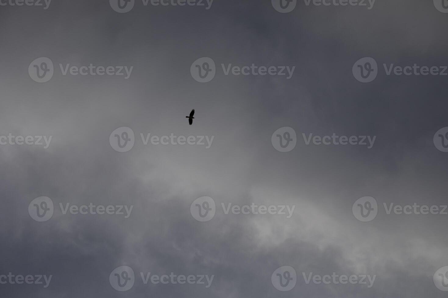 A black raven flies against the background of a gray sky. Bird in the sky. photo