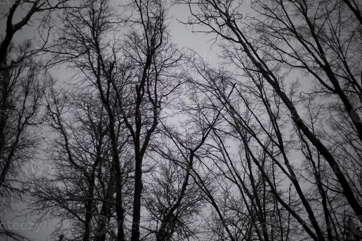 Gray sky in the forest. Gloomy weather in autumn. Dark forest. photo
