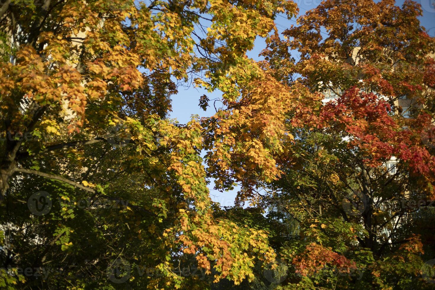 Autumn trees in sunlight. Autumn colors in nature. photo