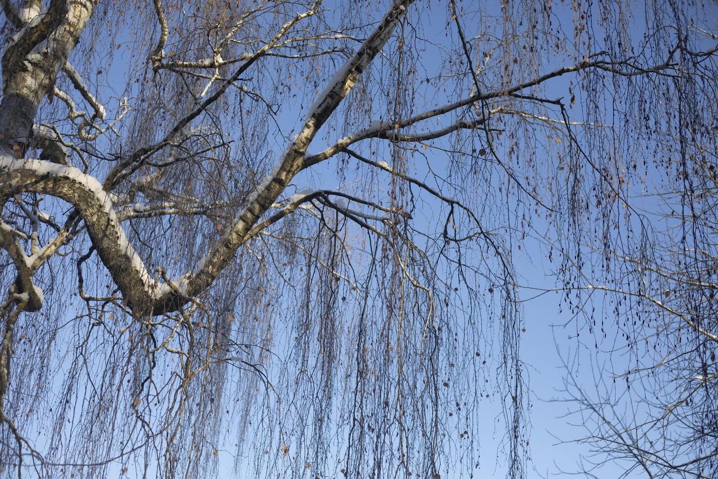 Birch in winter. Tree in winter. Russian birch in the frost. photo