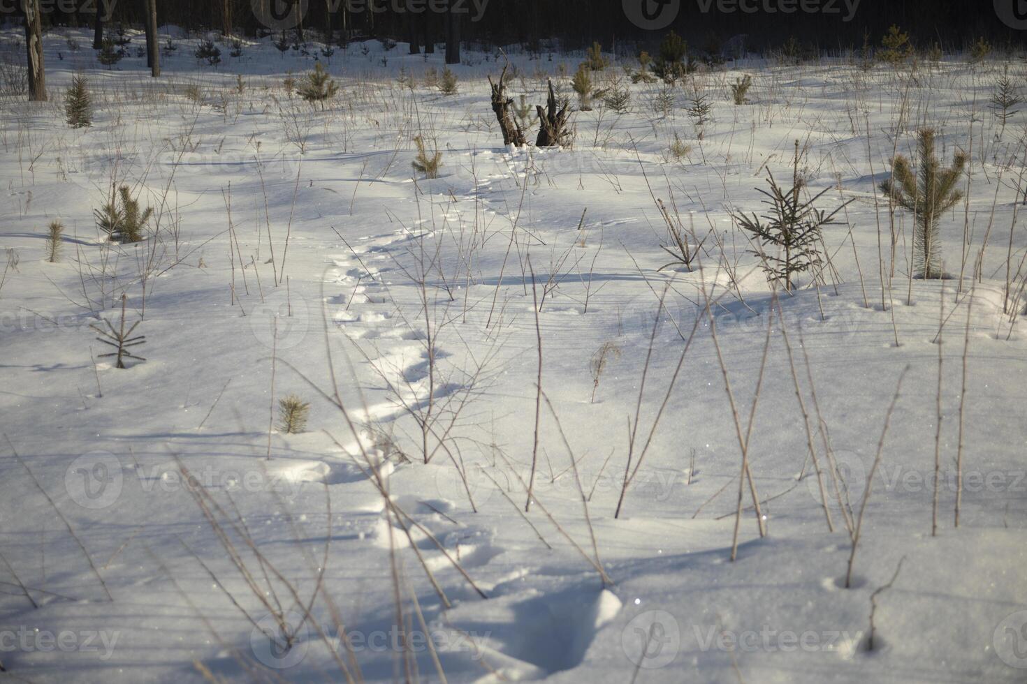 Footprints in the snow. Snowy field. Footprints in the wild. photo
