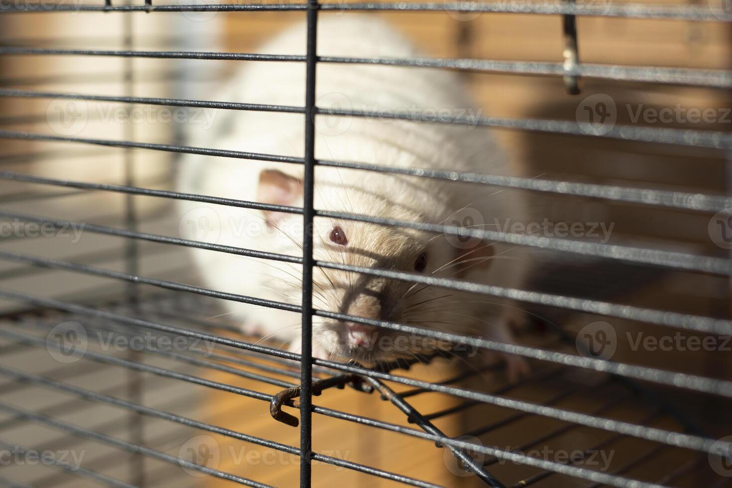 Rat in a cage. Mouse Behind Bars. Pet cage. photo