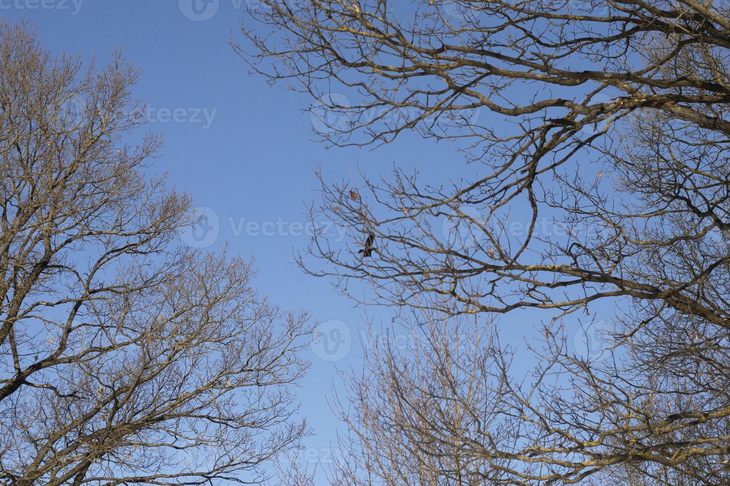 A bird flies through a tree. Tree in winter. Blue sky on a frosty day. photo