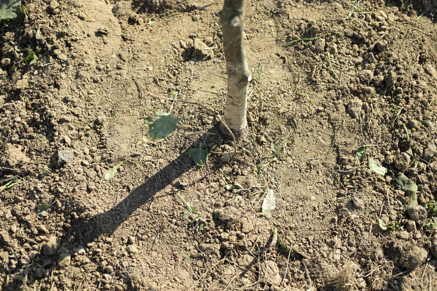 Planting a tree in the ground. Digging up soil. Gardener's work. photo