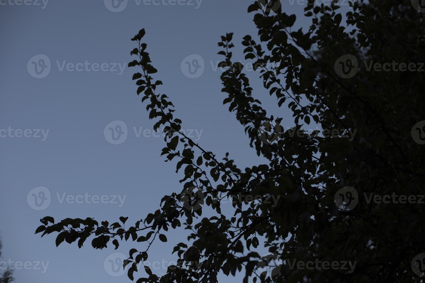 Tree branches against the background of the evening sky. Details of nature. photo
