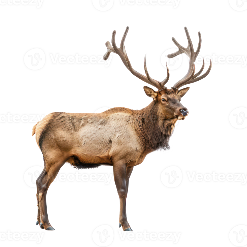 Elk full body isolate on transparency background png