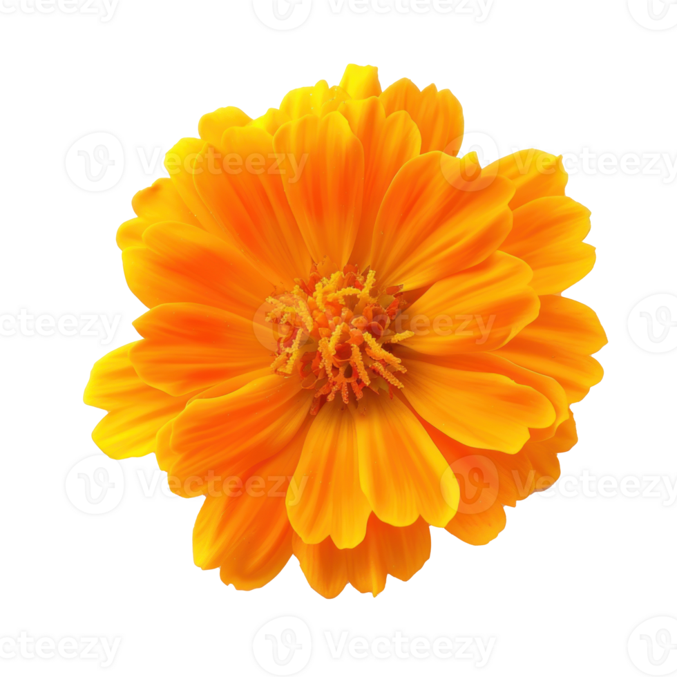 Marigold flower isolate on transparency background png