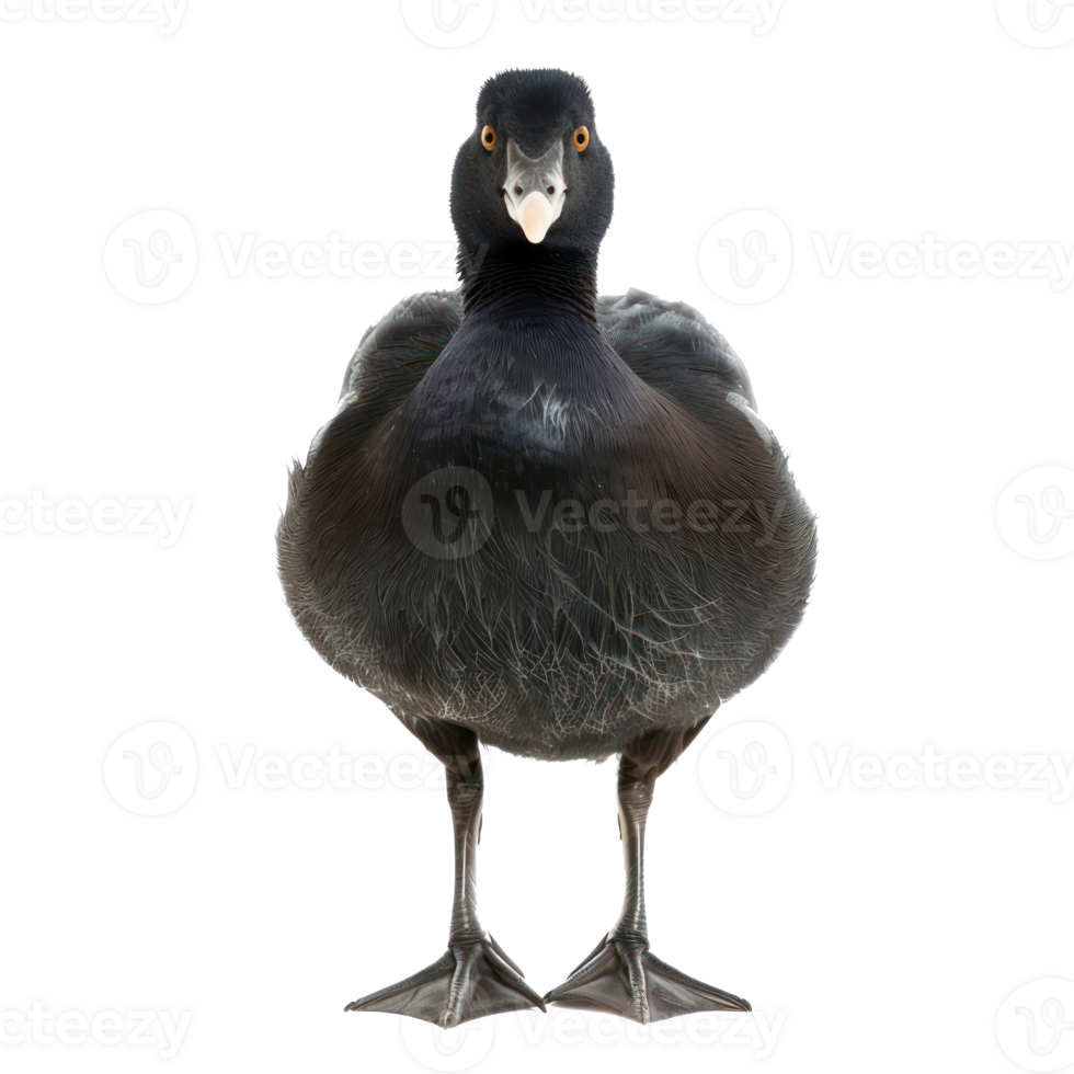 Coot bird front view full body isolate on transparency background png