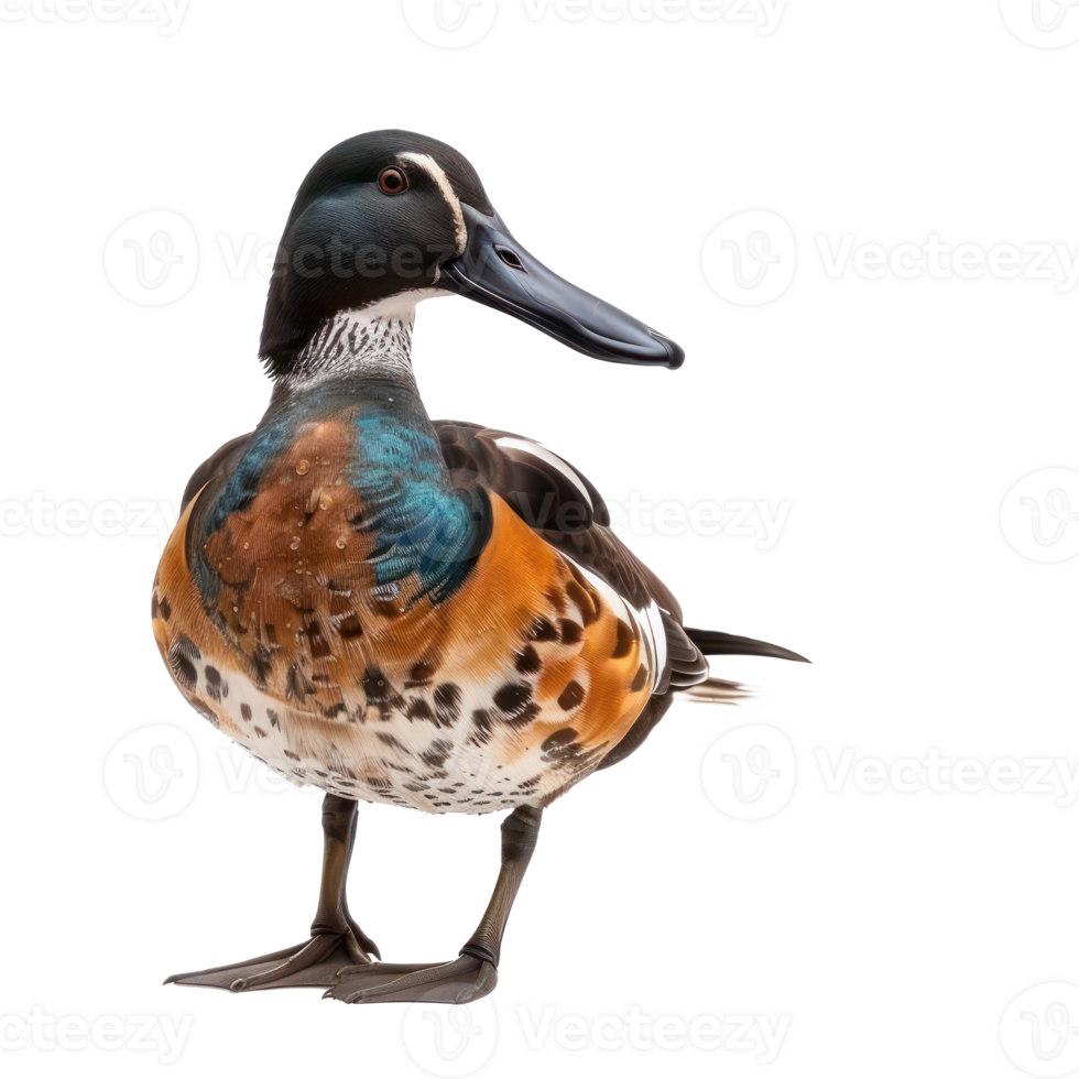 Northern shoveler bird front view full body isolate on transparency background png