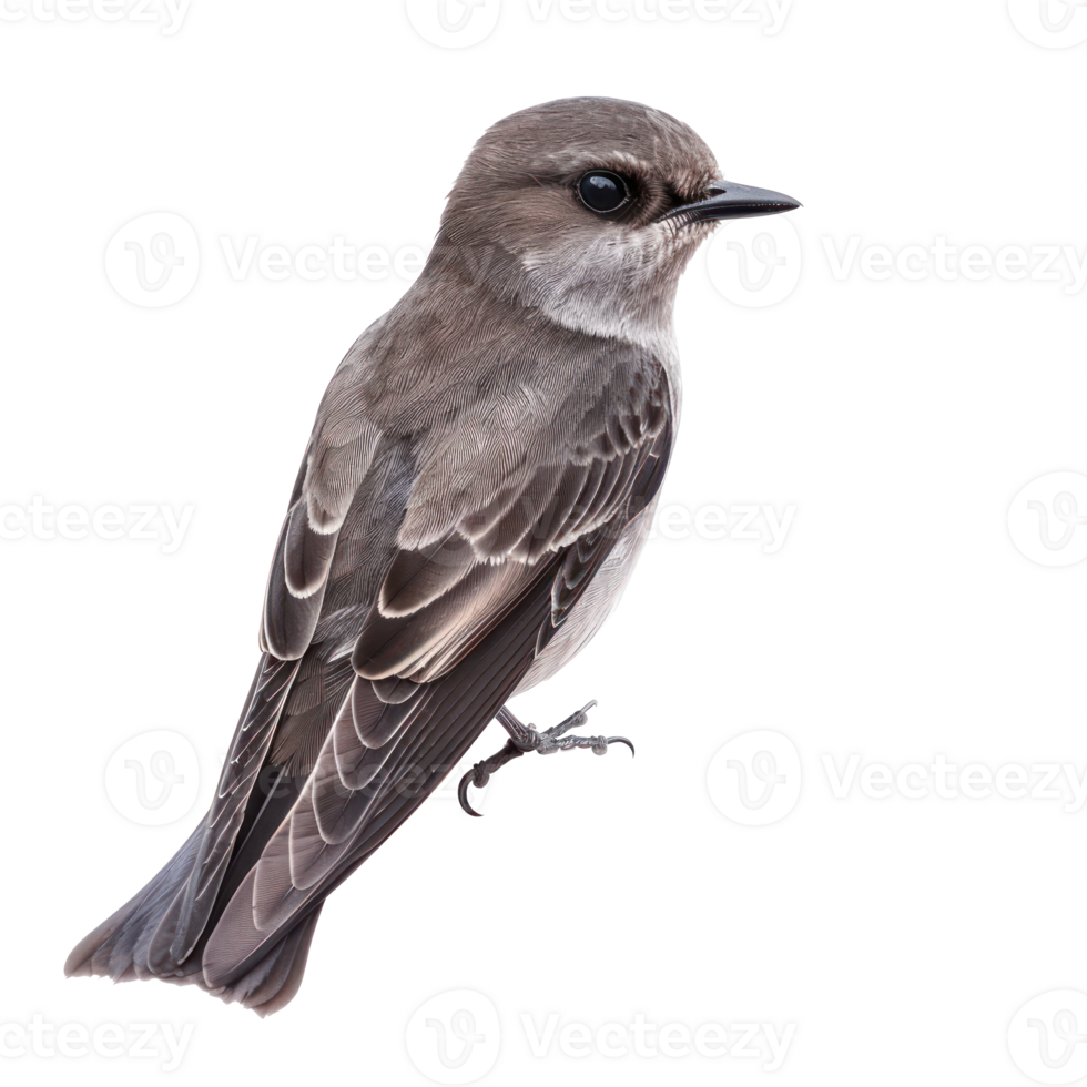 Common swift bird front view full body isolate on transparency background png