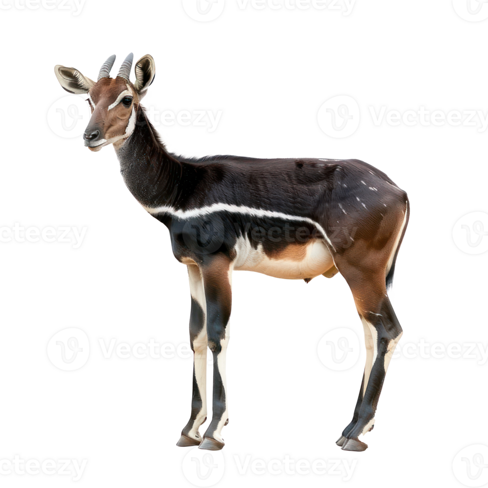 Okapi side view full body isolate on transparency background png