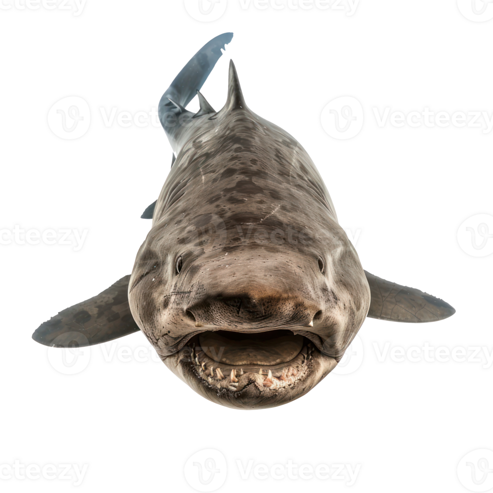 Basking shark front view full body isolate on transparency background png