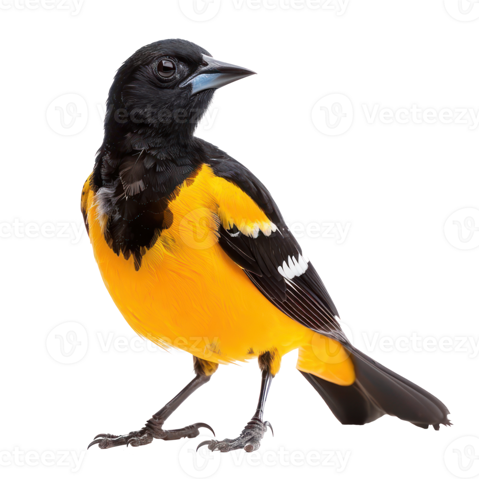 Oriole bird front view full body isolate on transparency background png
