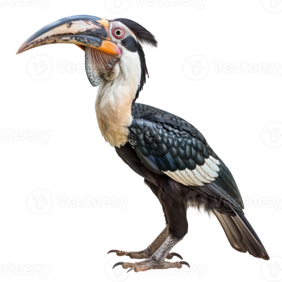 Hornbill front view full body isolate on transparency background png