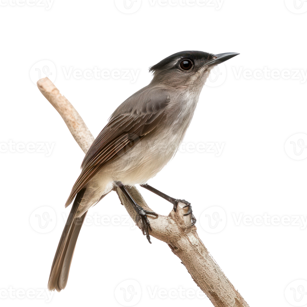 Catbird fly full body isolate on transparency background png