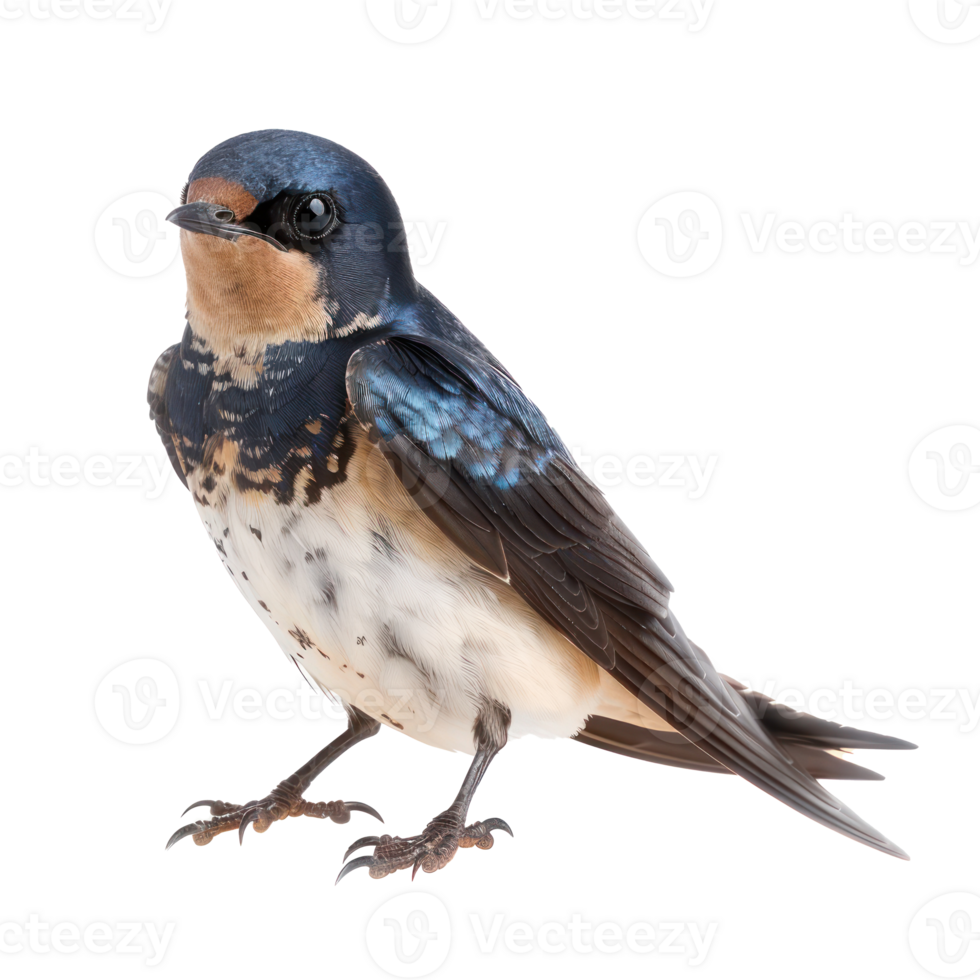Swallow bird front view full body isolate on transparency background png
