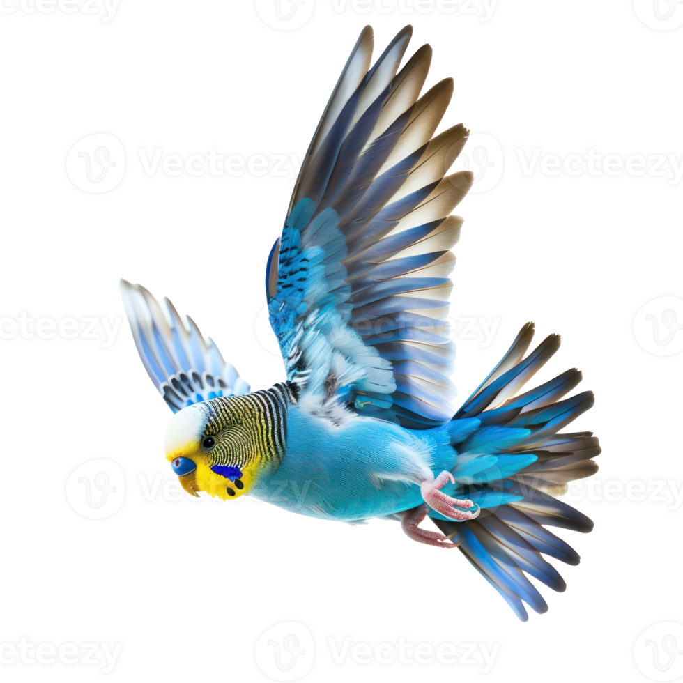 Budgerigar bird fly full body isolate on transparency background png