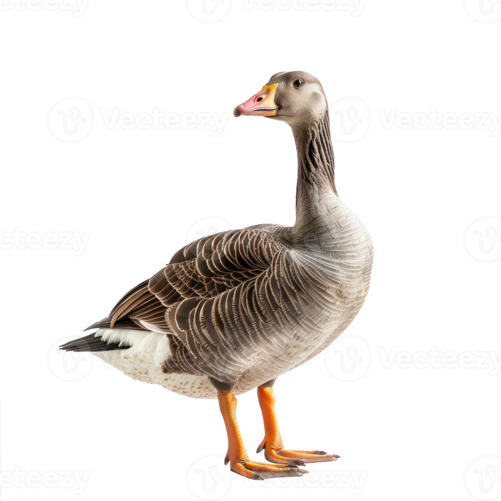 Goose front view full body isolate on transparency background png