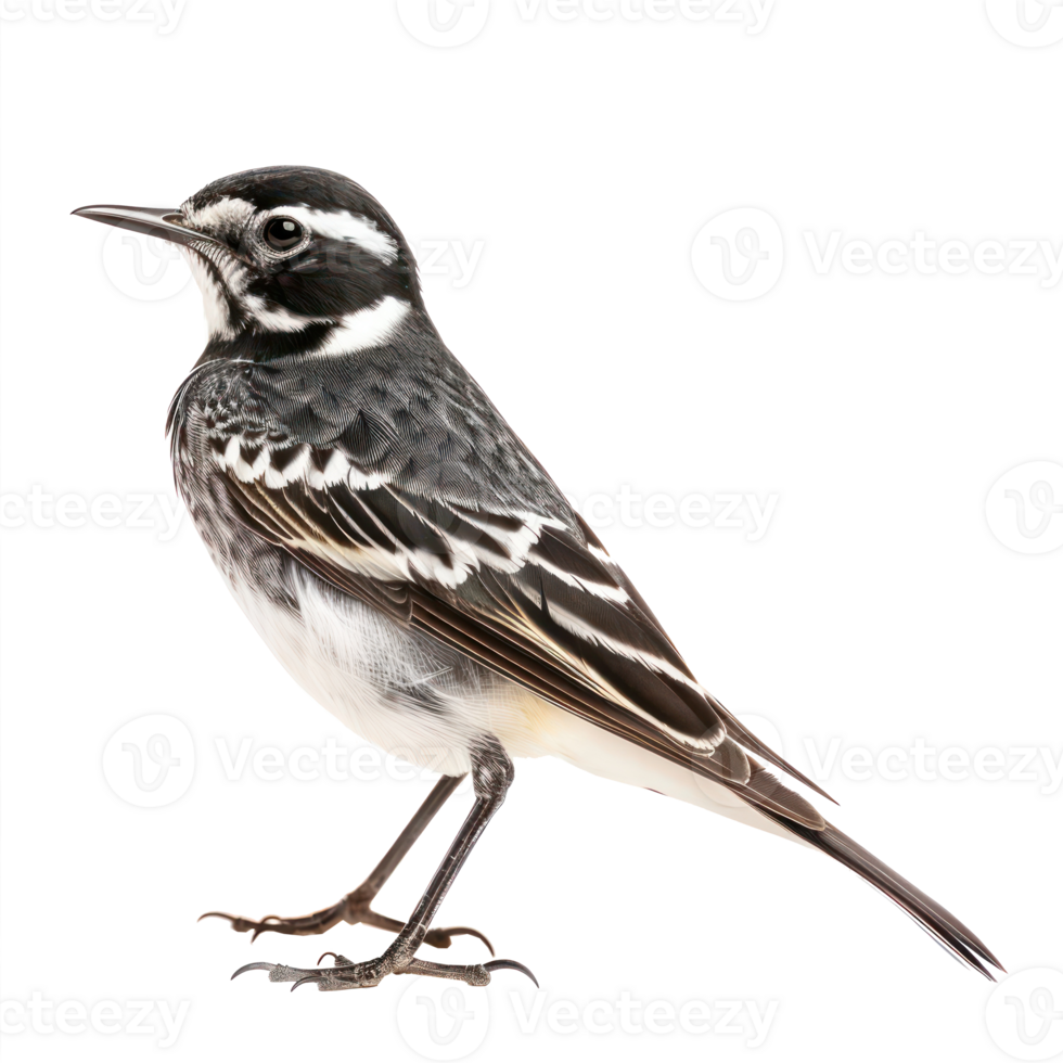 Wagtail bird side view full body isolate on transparency background png
