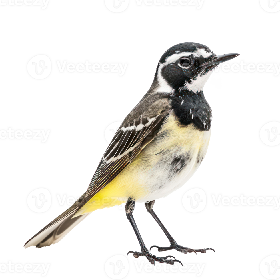 Wagtail bird front view full body isolate on transparency background png