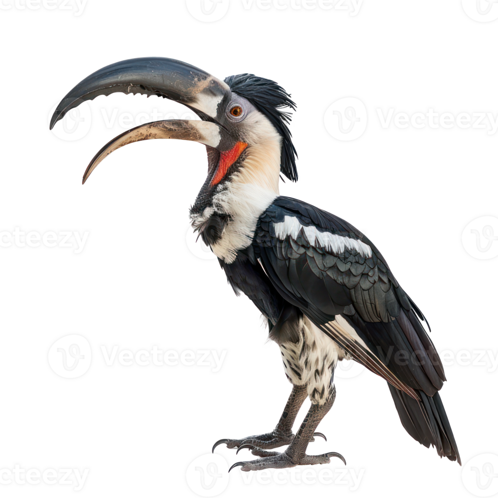 Hornbill side view full body isolate on transparency background png