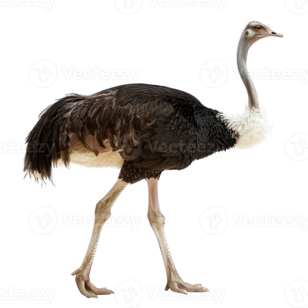 Ostrich full body isolate on transparency background png