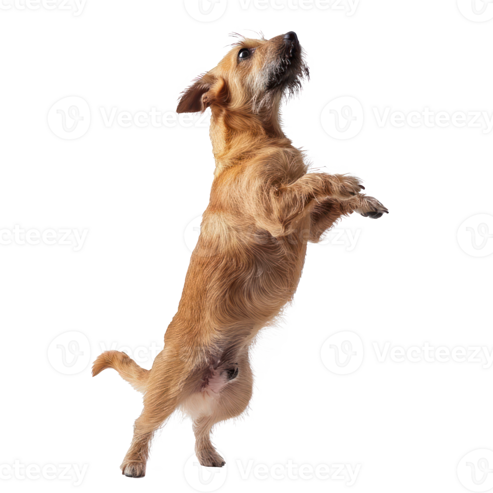 floated dog jumping gesture try to bite something in the air isolate on transparency background png