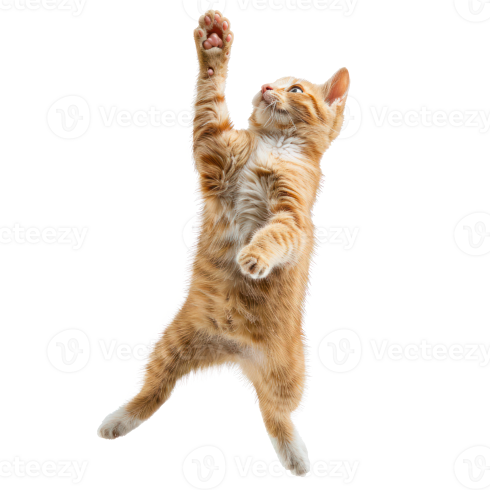 floated cat jumping gesture try to catch something in the air, isolate on transparency background png