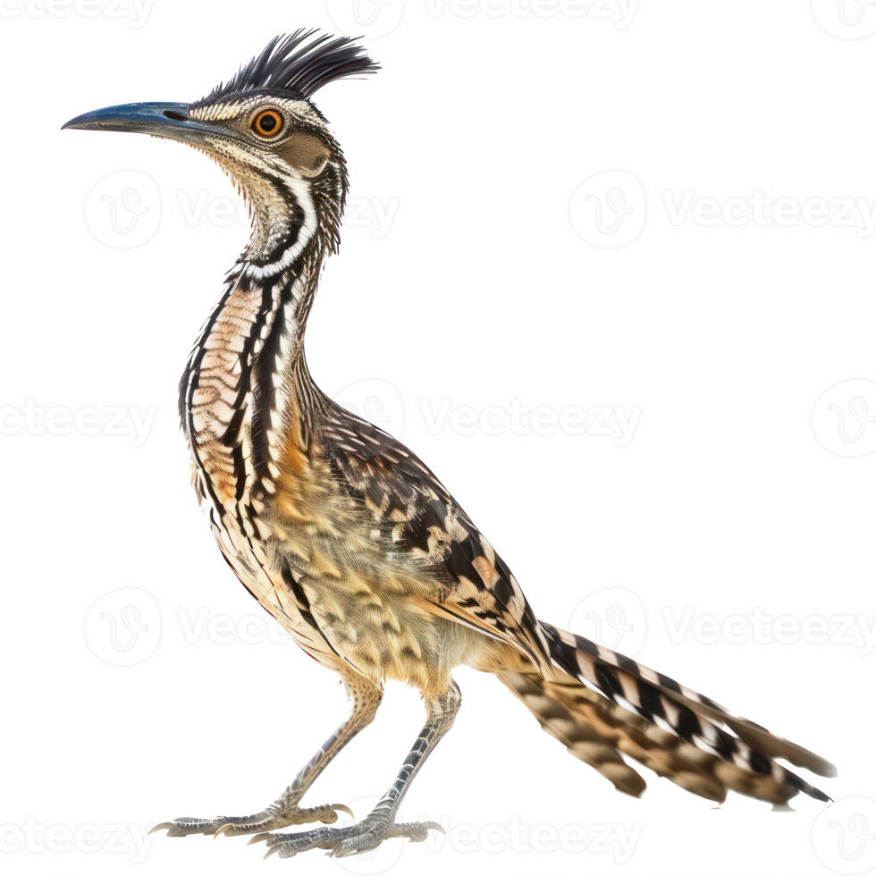 Roadrunner bird front view full body isolate on transparency background png