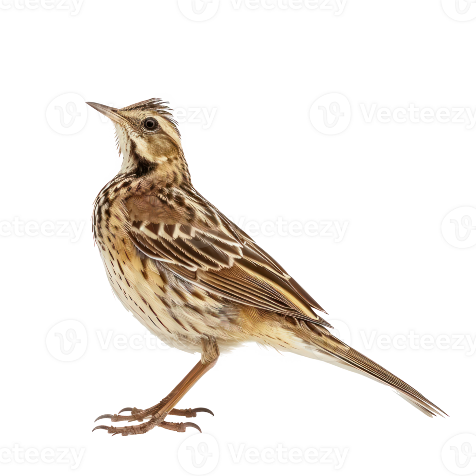 Skylark bird side view full body isolate on transparency background png