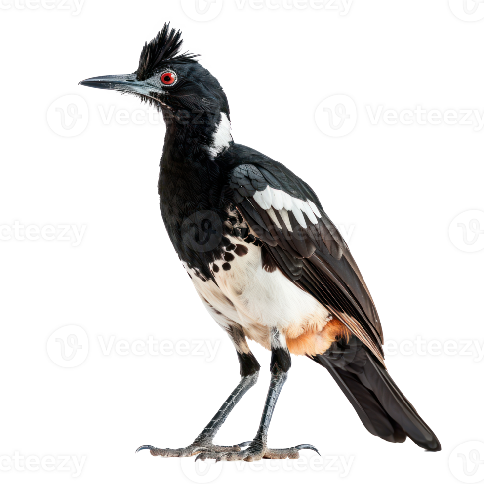 Rallidae bird front view full body isolate on transparency background png