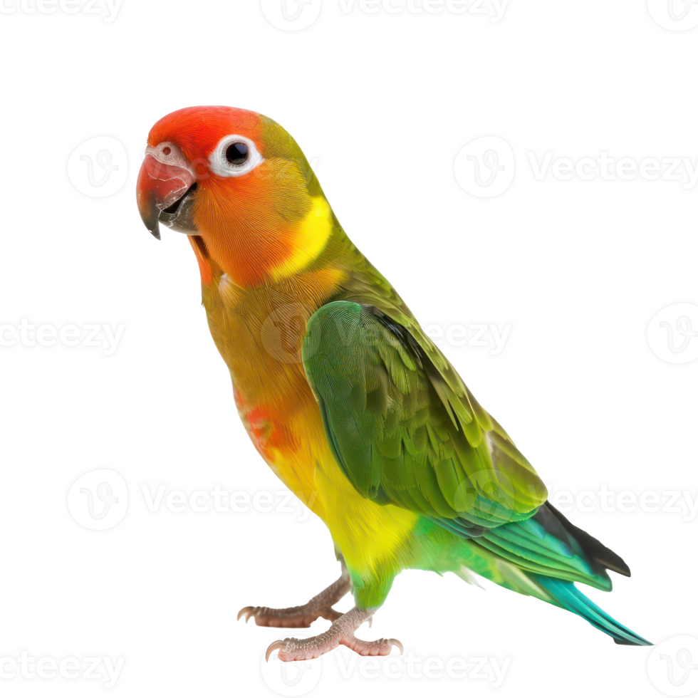 Lovebird parrot side view full body isolate on transparency background png