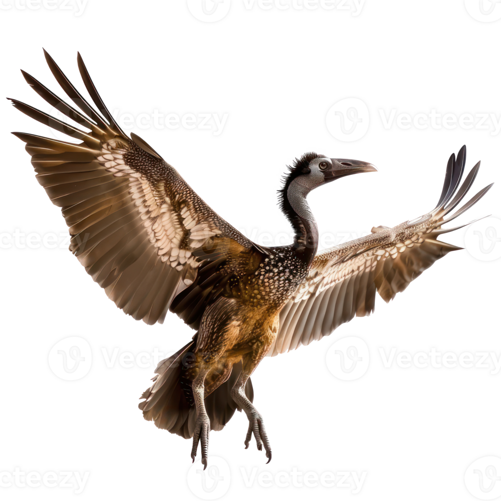Moa bird fly full body isolate on transparency background png